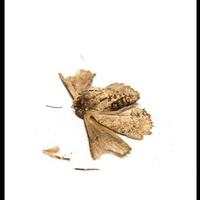 Moth lying on it's back